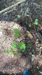 Vitis aestivalis