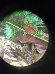 Thaumantis noureddin