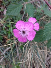 Dianthus seguieri