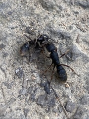 Pseudoneoponera rufipes