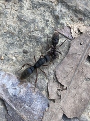 Pseudoneoponera rufipes