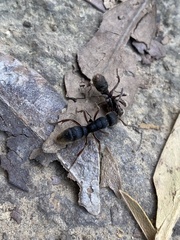 Pseudoneoponera rufipes