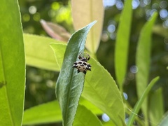 Gasteracantha kuhli