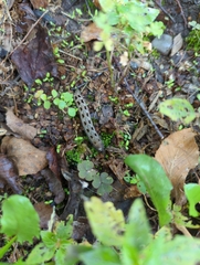 Tachininae