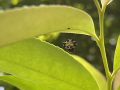 Gasteracantha kuhli