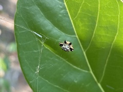 Gasteracantha kuhli