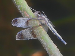 Neurothemis tullia