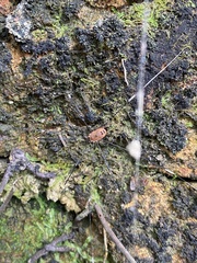 Pseudogagrella splendens