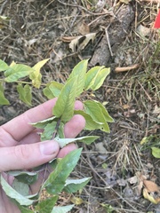 Monarda fistulosa