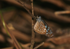 Ideopsis similis