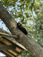 Huechys sanguinea