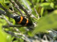 Cosmoscarta abdominalis