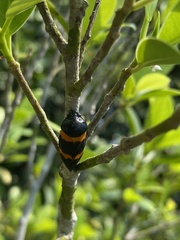 Cosmoscarta abdominalis