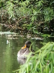 Anas undulata undulata