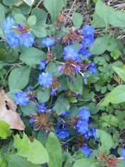 Ceratostigma plumbaginoides