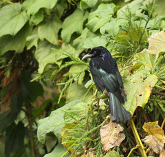 Dicrurus hottentottus