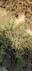 Chiliadenus iphionoides
