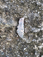 Polyphagozerra coffeae