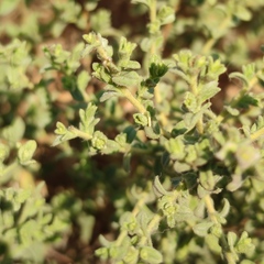Chiliadenus iphionoides