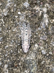 Polyphagozerra coffeae