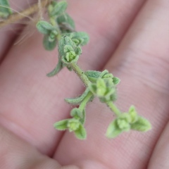 Chiliadenus iphionoides