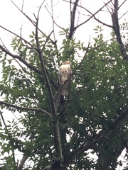 Buteo jamaicensis