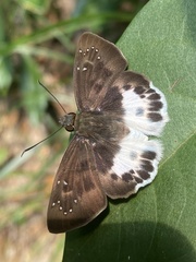 Tagiades menaka