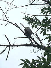 Buteo jamaicensis