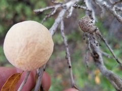 Andricus vacciniifoliae