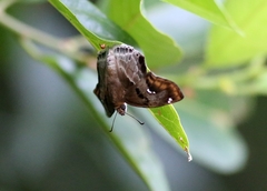Odontoptilum angulata