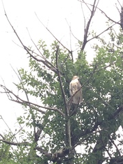 Buteo jamaicensis