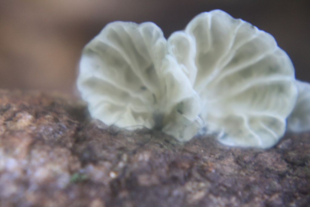 나무종버섯속 from Waiheke Island, Auckland, New Zealand on... 오후 by Petra Gloyn · iNaturalist 나무종버섯속 (Genus Campanella)