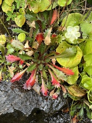 Micranthes petiolaris