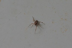 Parasteatoda