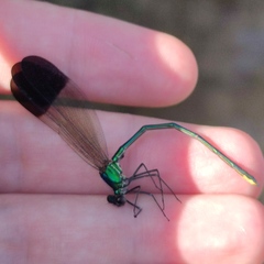 Calopteryx syriaca