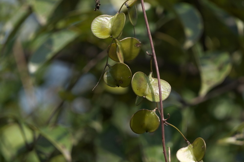 Dioscorea oppositifolia, photograph 2