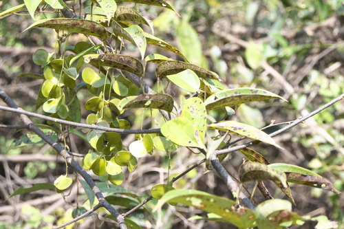 Dioscorea oppositifolia, photograph 3