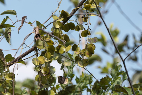 Dioscorea oppositifolia, photograph 4