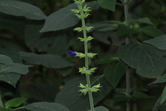 Salvia mexicana