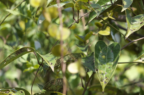 Dioscorea oppositifolia, photograph 5
