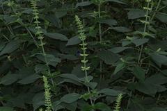 Salvia mexicana
