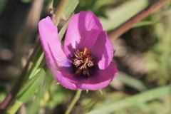 Modiolastrum gilliesii