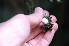 Tournefortia gigantifolia