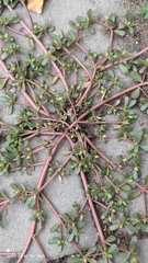 Portulaca oleracea