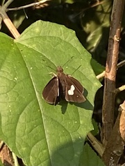 Notocrypta paralysos