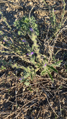 Verbena canescens