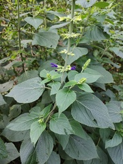 Salvia mexicana
