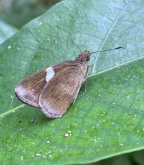 Notocrypta paralysos