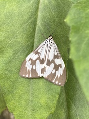 Nyctemera adversata