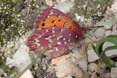 Aloeides dryas